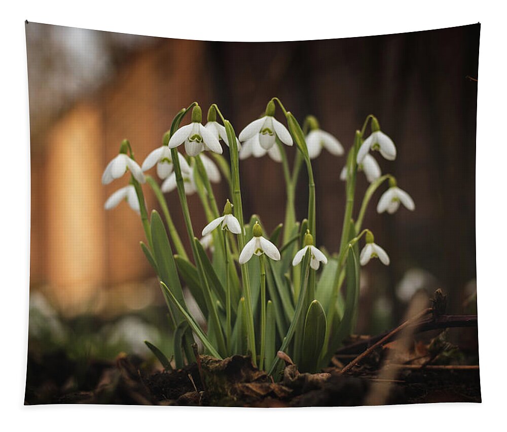 Europe Tapestry featuring the photograph Galanthus nivalis - spring fairytale awakening by Vaclav Sonnek