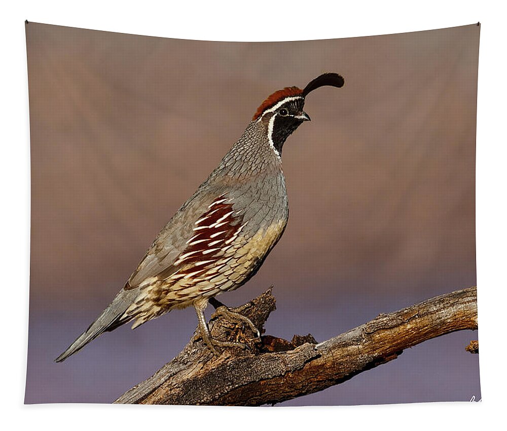 Animal Tapestry featuring the photograph Gambel's Quail Perched on a Branch by Jeff Goulden