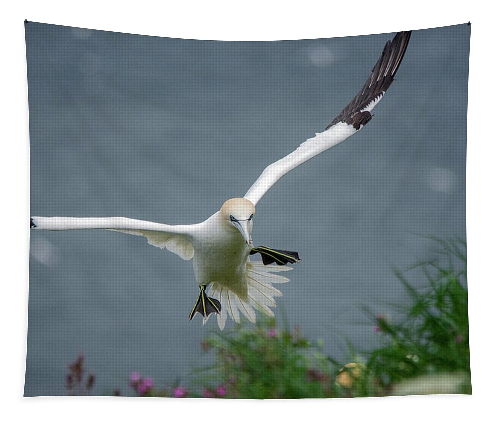 Gannet Tapestry featuring the photograph Gannet in flight by Gareth Parkes