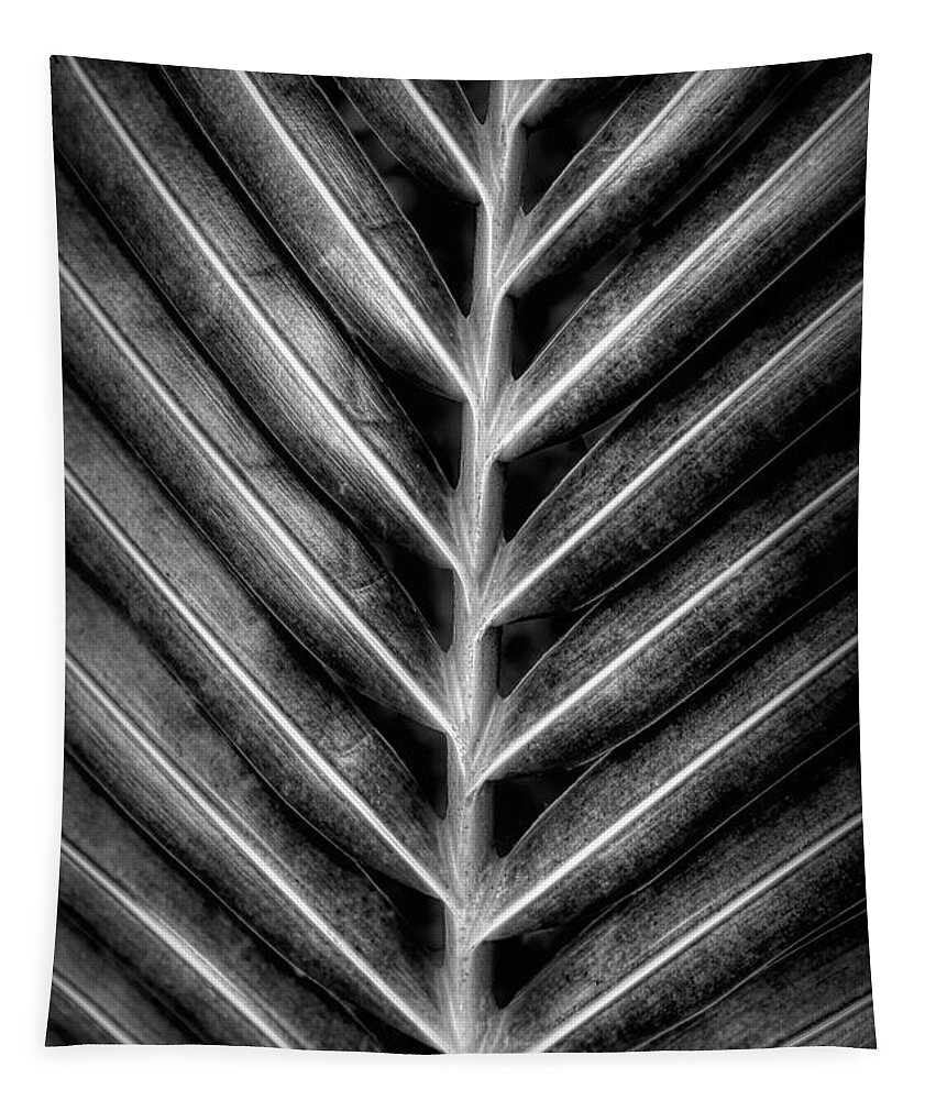 Palm Tapestry featuring the photograph Garden Palm Fronds Black and White by Debra and Dave Vanderlaan