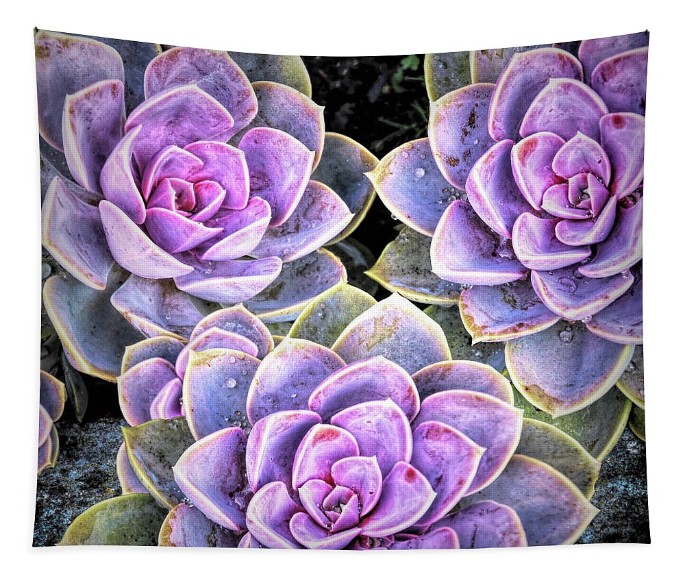 Plants Tapestry featuring the photograph Garden Succulent Botanicals IV by Debra and Dave Vanderlaan