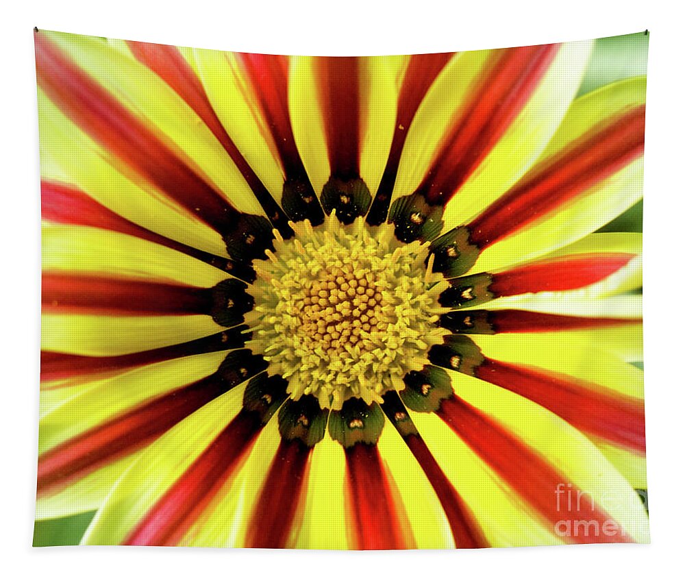 Color Tapestry featuring the photograph Gazania Center by Dorothy Lee