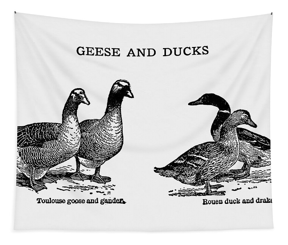 Geese Tapestry featuring the digital art Geese and Ducks - Vintage Farm Illustration - The Open Door to Independence by Studio Grafiikka