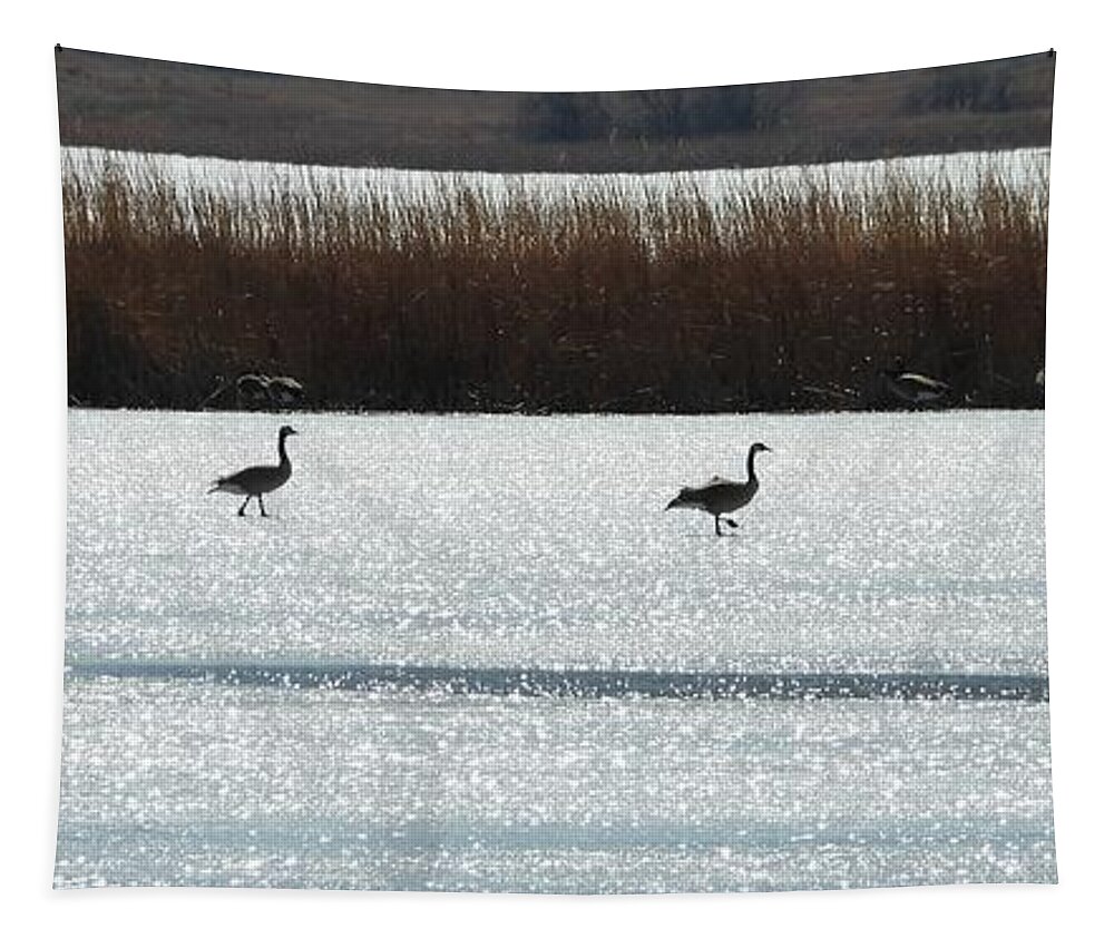 Geese Tapestry featuring the photograph Geese Walking on Ice by Amanda R Wright