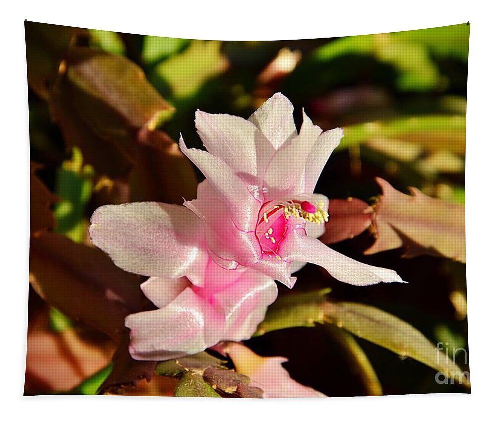 Christmas Cactus Tapestry featuring the photograph Gentle pink by Ramona Matei