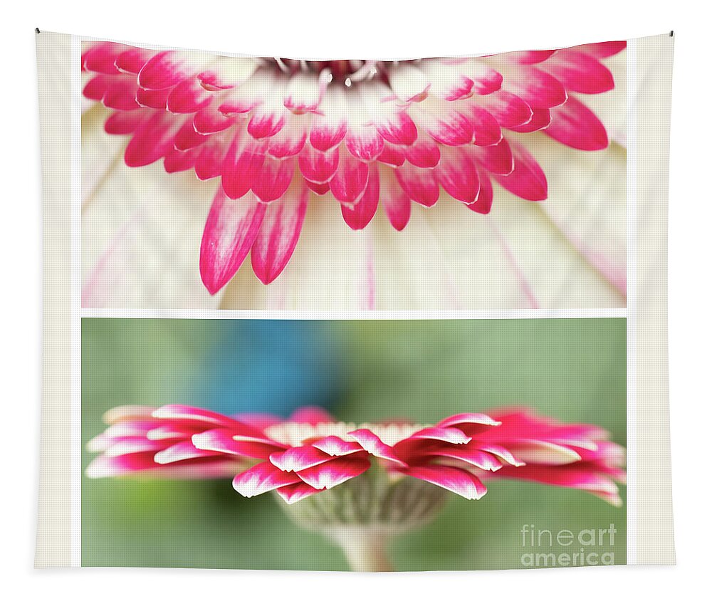 Gerbera Tapestry featuring the photograph Gerbera Duo by Marilyn Cornwell