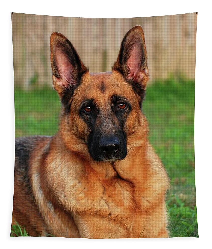 German Shepherd Tapestry featuring the photograph German Shepherd Dog Portrait - Forrest 1 by Angie Tirado