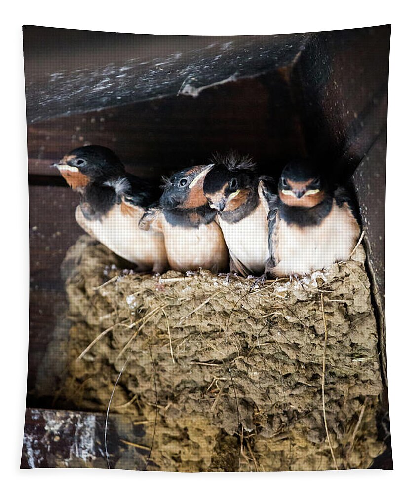 Agricultural Building Tapestry featuring the photograph Getting ready to fly - Swallow chicks by Anita Nicholson