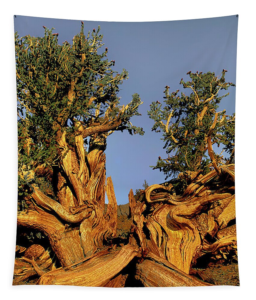 Dave Welling Tapestry featuring the photograph Giant Ancient Bristlecone Pine Tree Pinus Longeava White Mou by Dave Welling