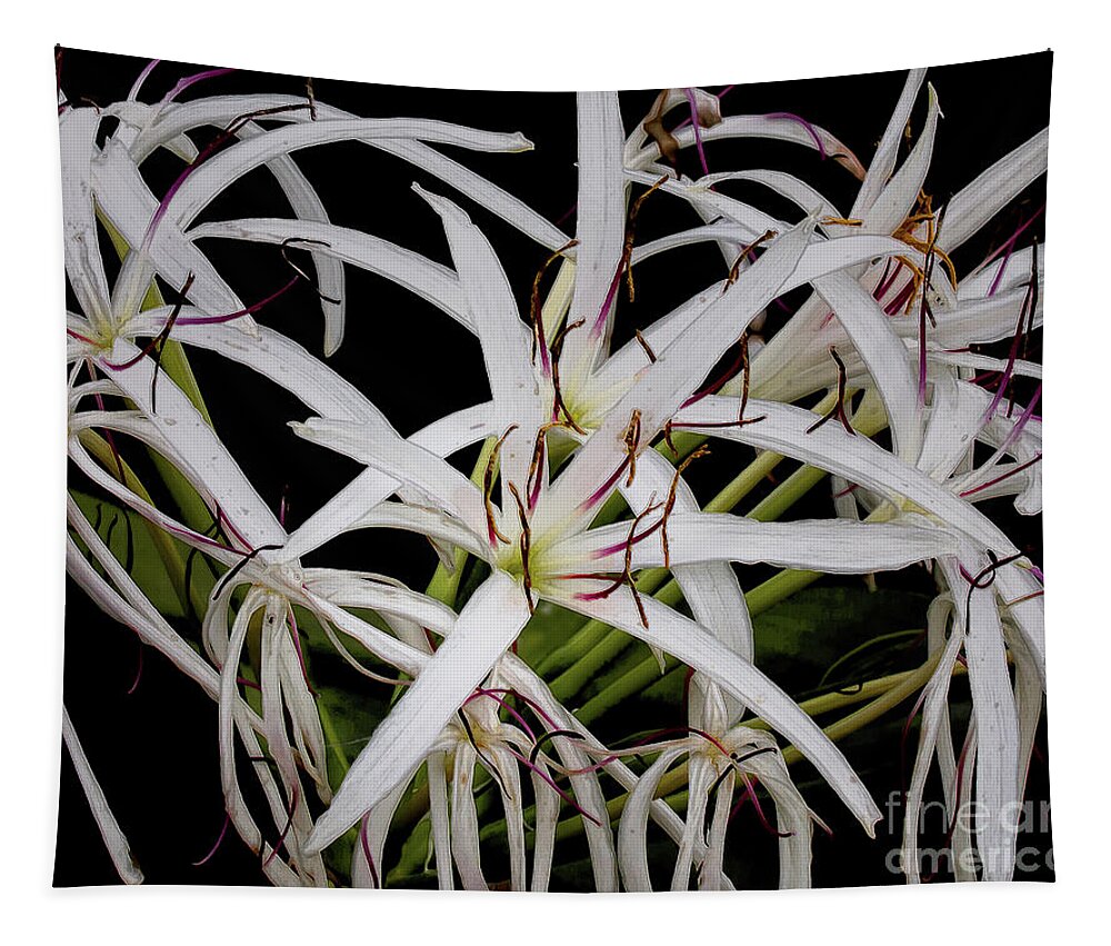 Flowers Tapestry featuring the photograph Giant White Spider Lilies by Neala McCarten