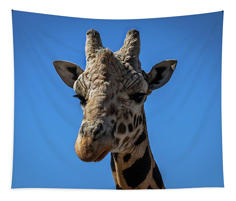Giraffe Tapestry featuring the photograph Giraffe Lover by Laura Putman