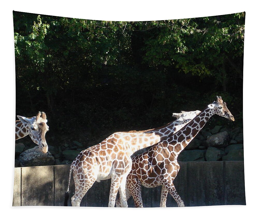 Memphis Tennessee Tapestry featuring the photograph Giraffes by Kenny Glover