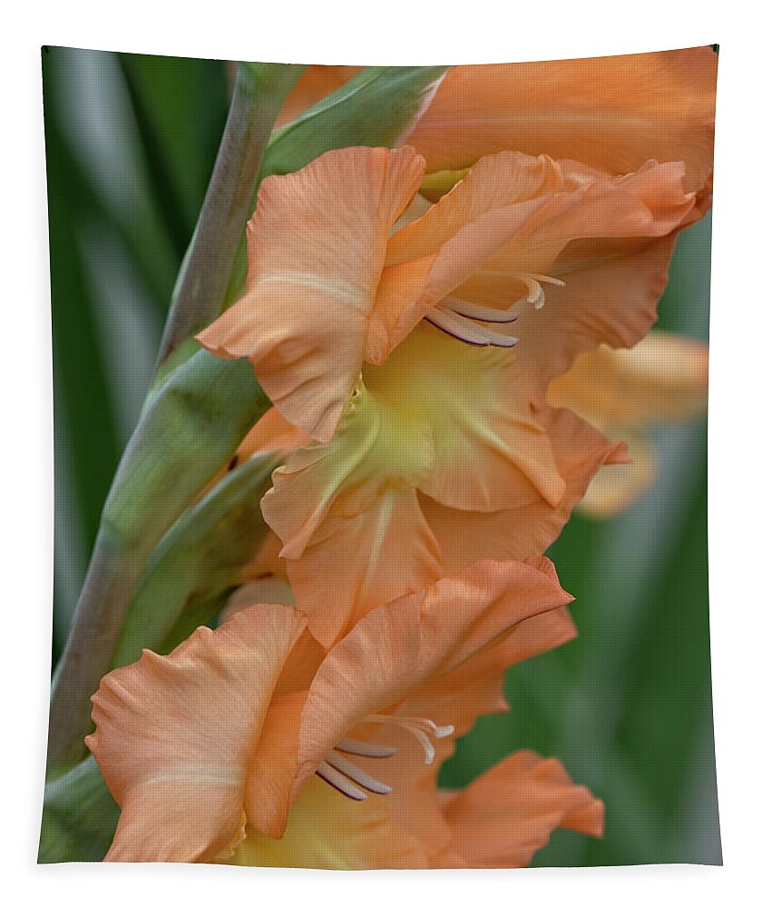 Gladiolus Pretty Peachy Tapestry featuring the digital art Gladiolus Pretty Peachy by Becky Titus