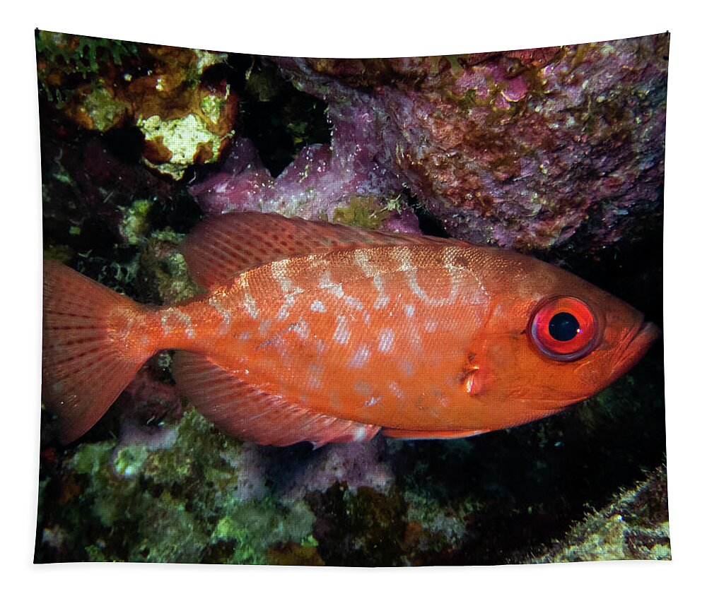 Snapper Tapestry featuring the photograph Glasseye Snapper by Brian Weber