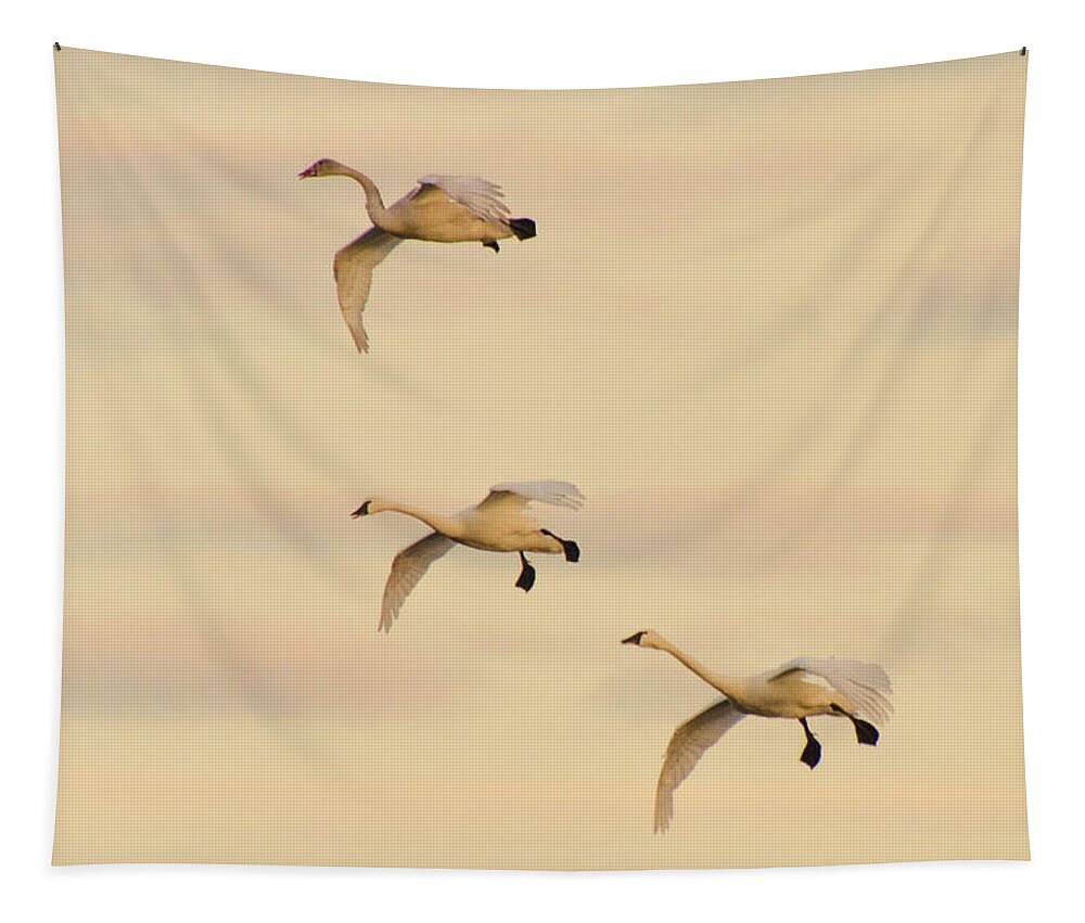 Tundra Swans Tapestry featuring the photograph Gliding Among the Pastel Clouds by Beth Venner