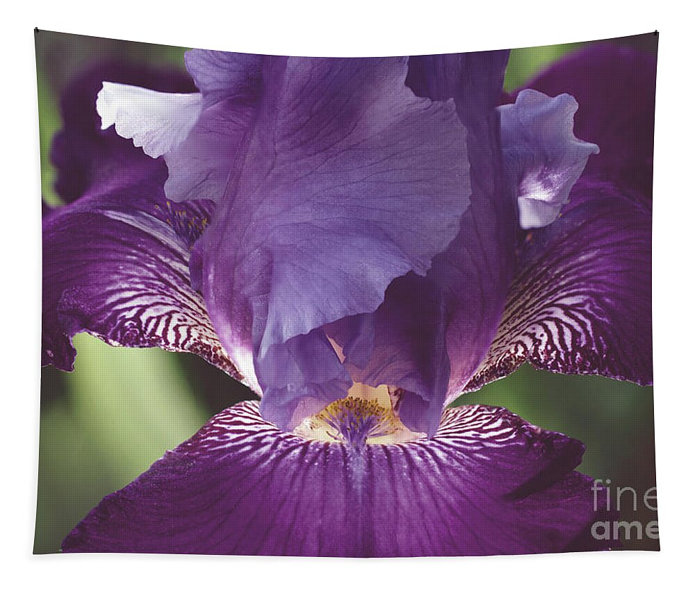 Iris Tapestry featuring the photograph Glowing Iris Moody Midnight Nature / Floral / Botanical Photograph by PIPA Fine Art - Simply Solid