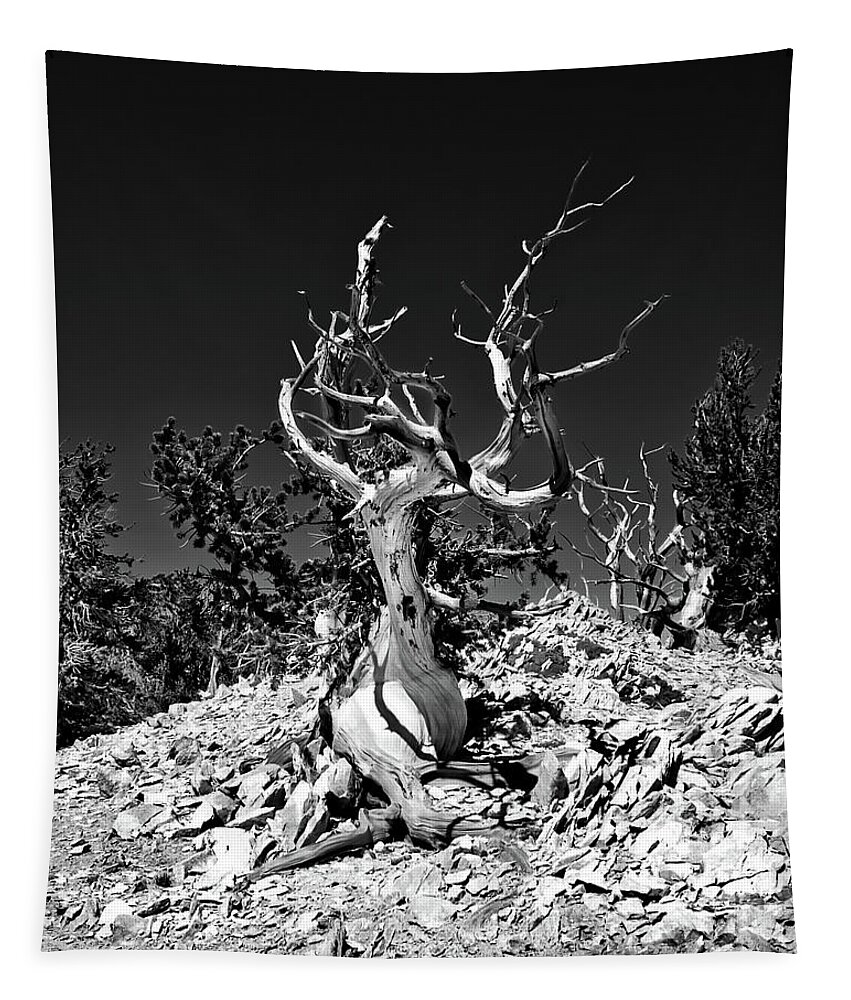Ca Tapestry featuring the photograph Gnarled Reach by American Landscapes