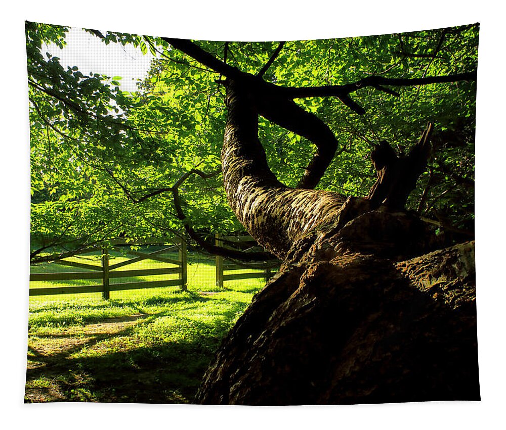 Afternoon Sun Tapestry featuring the photograph Gnarled Tree and Rustic Fence in Golden Hour by Steve Ember