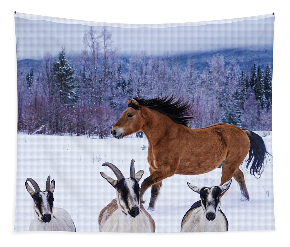 Winter Tapestry featuring the photograph Goat Theatre by Listen To Your Horse