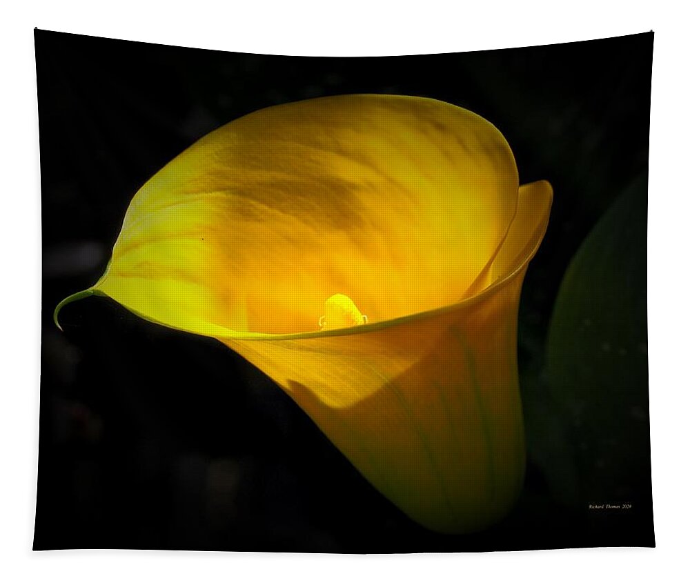 Calla Lily Tapestry featuring the photograph Goblet of Gold by Richard Thomas