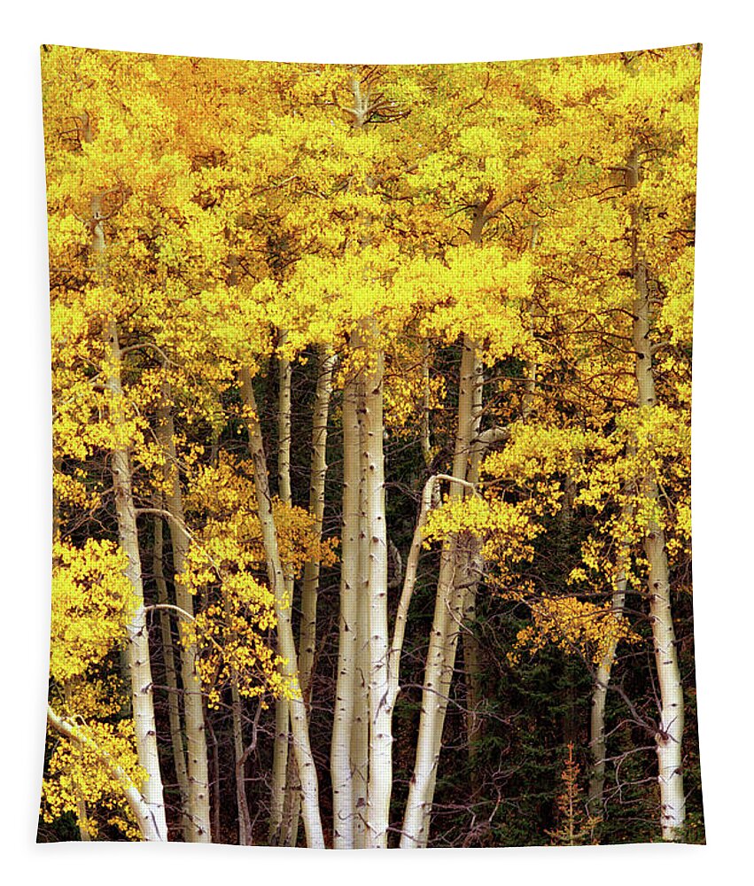 Fall Tapestry featuring the photograph Gold Aspen Trees by Bob Falcone