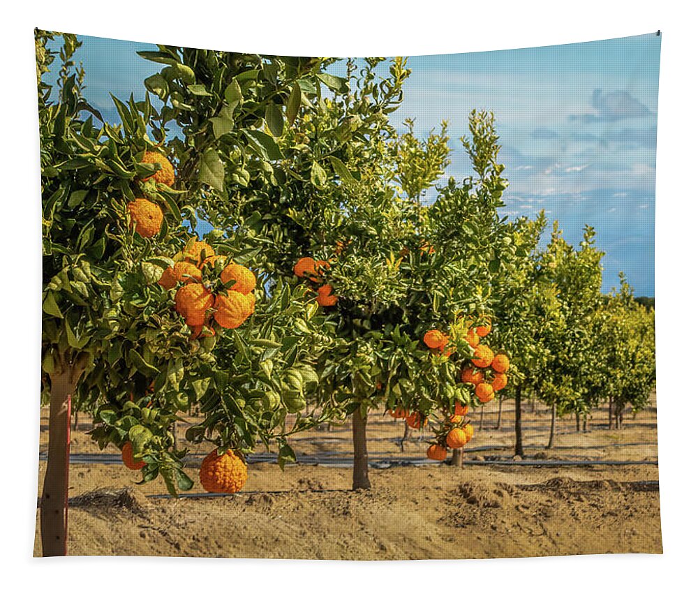  Fresno Tapestry featuring the photograph Gold Nugget Mandarins In Fresno, California by Elvira Peretsman