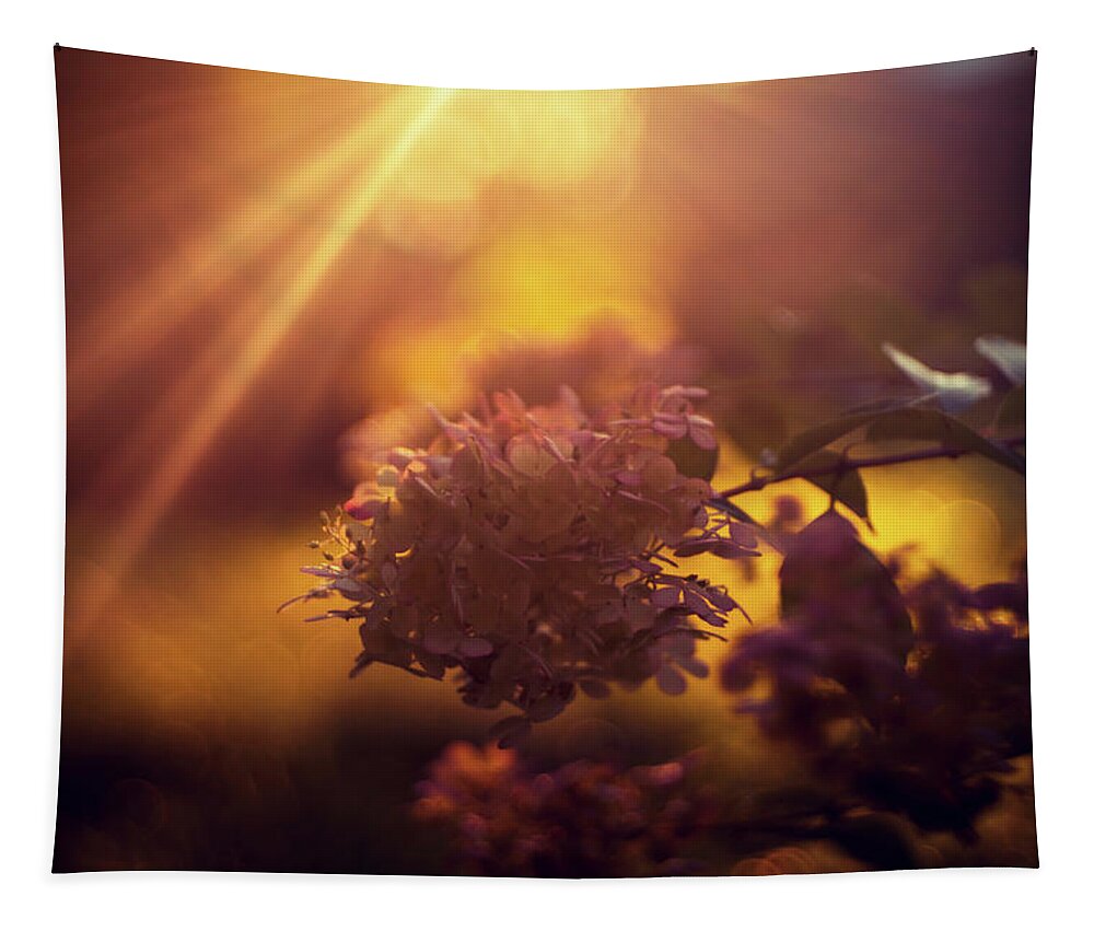 Strawberry Hydrangea Tapestry featuring the photograph Golden hour light over hydrangea by Lilia S