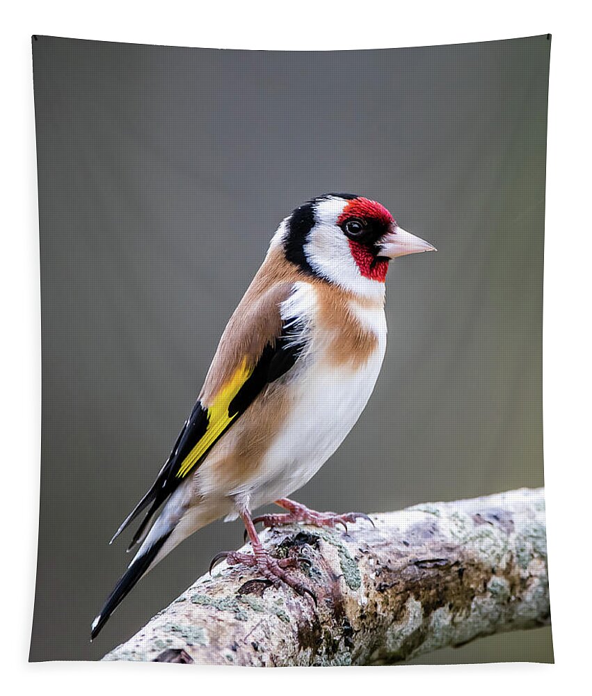 Goldfinch Tapestry featuring the photograph Goldfinch perching on an oak branch by Torbjorn Swenelius