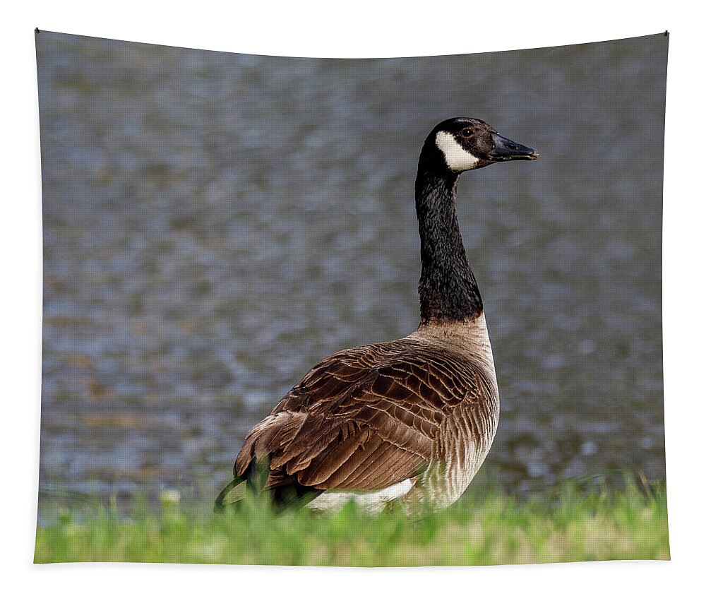 Birds Tapestry featuring the photograph Goose by David Beechum
