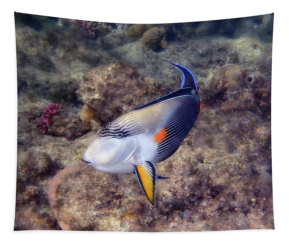 Underwater Tapestry featuring the photograph Gorgeous Red Sea Sohal Surgeonfish by Johanna Hurmerinta