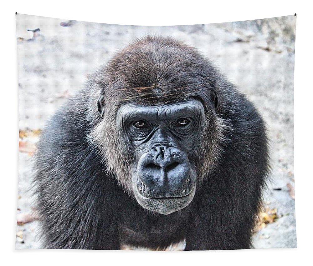 https://render.fineartamerica.com/images/rendered/default/flat/tapestry/images/artworkimages/medium/3/gorilla-face-amber-white.jpg?&targetx=-130&targety=0&imagewidth=1191&imageheight=794&modelwidth=930&modelheight=794&backgroundcolor=2E2F34&orientation=1&producttype=tapestry-50-61