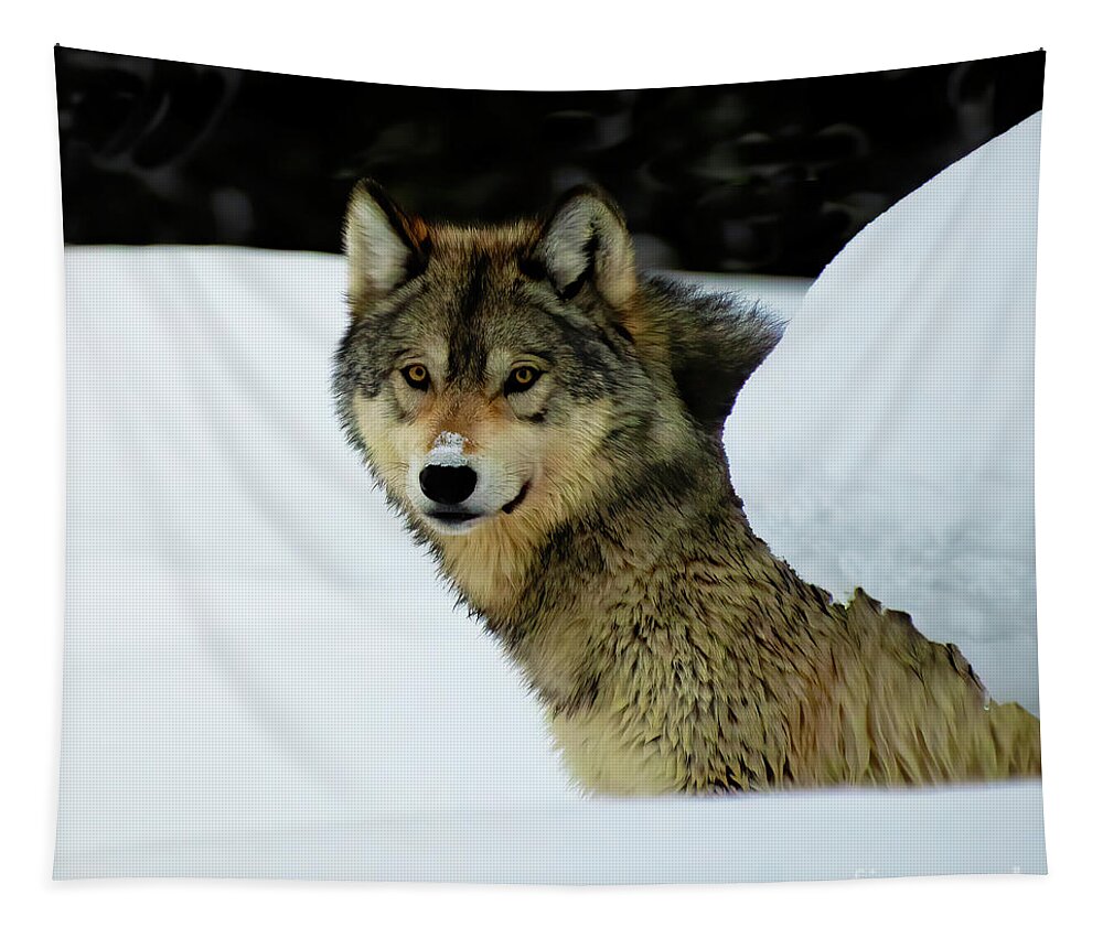 Yellowstone Tapestry featuring the photograph Gray Wolf by Patrick Nowotny