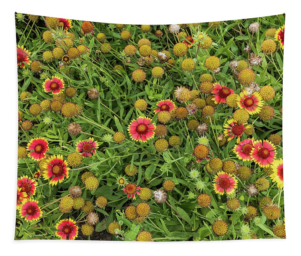 Great Blanket Flower Tapestry featuring the photograph Great Blanket Flowers Gaillardia Aristata by Artur Bogacki