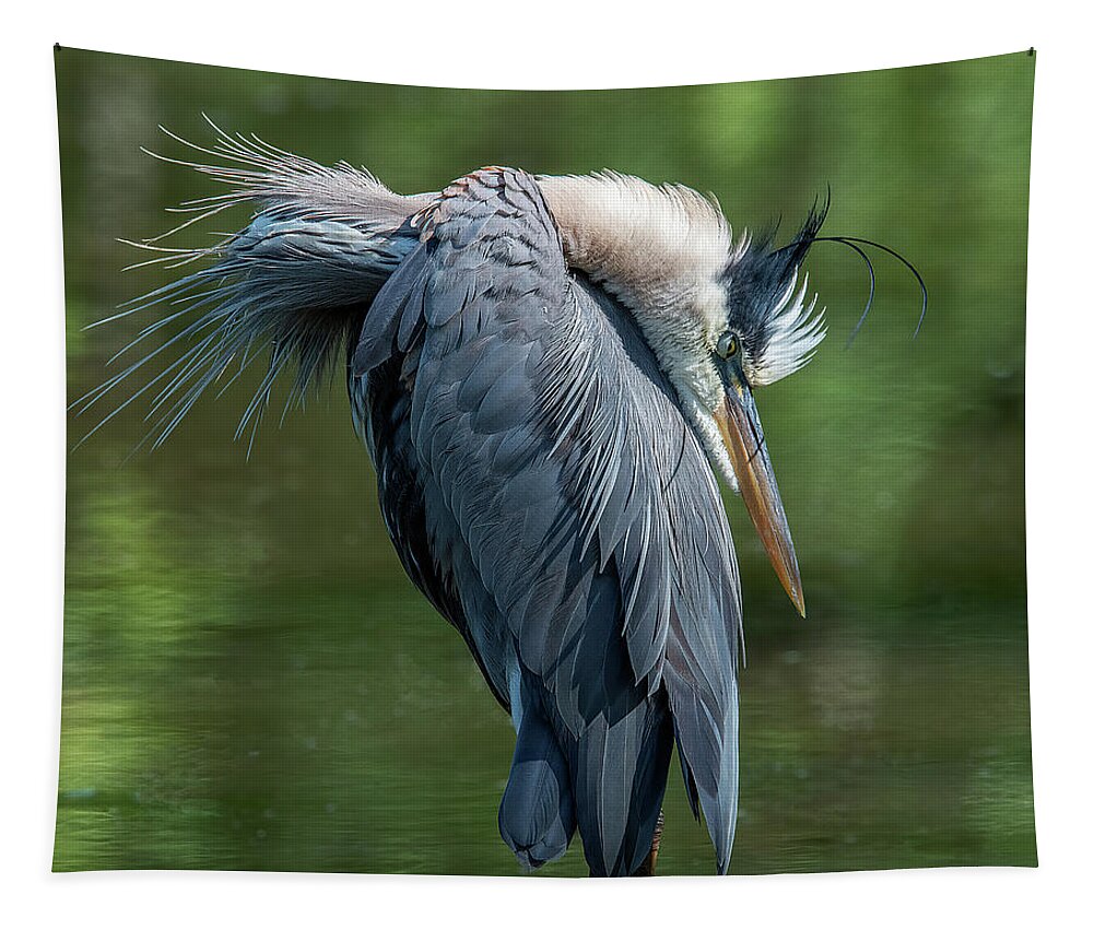 Nature Tapestry featuring the photograph Great Blue Heron Preening DMSB0155 by Gerry Gantt
