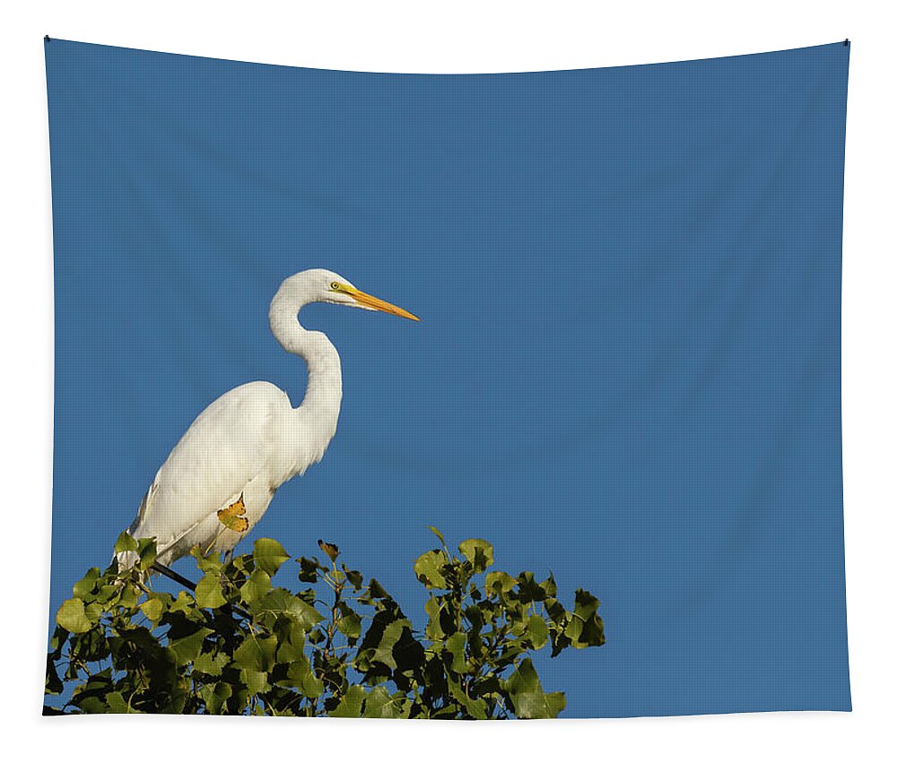 Great Egret Tapestry featuring the photograph Great Egret 2016-4 by Thomas Young