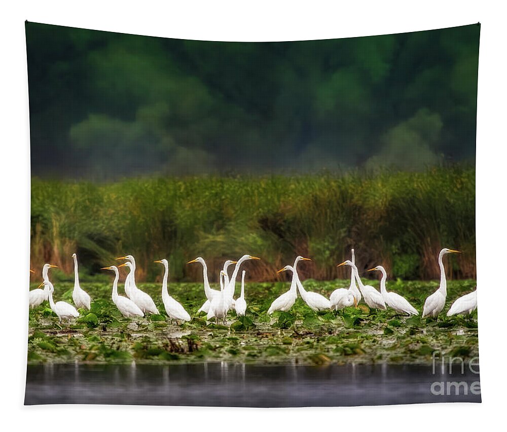 Egrets Tapestry featuring the photograph Great Egrets by Jarrod Erbe