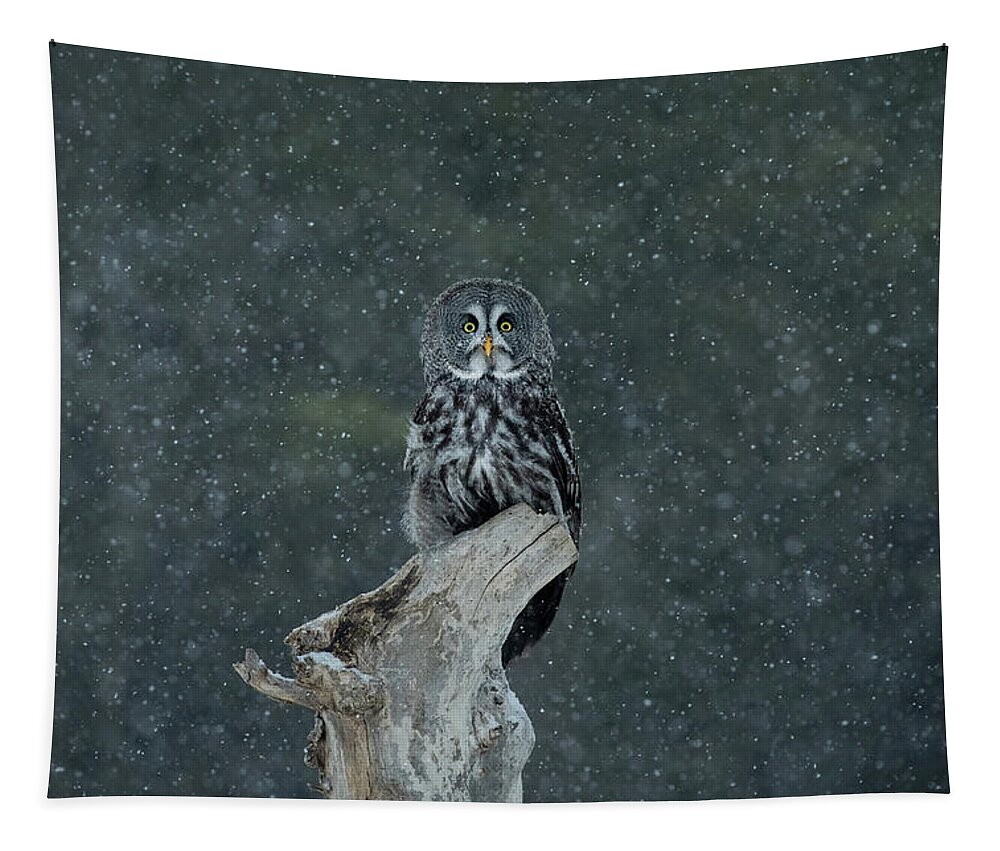 Owl Tapestry featuring the photograph Great Gray Owl In Snowstorm by CR Courson