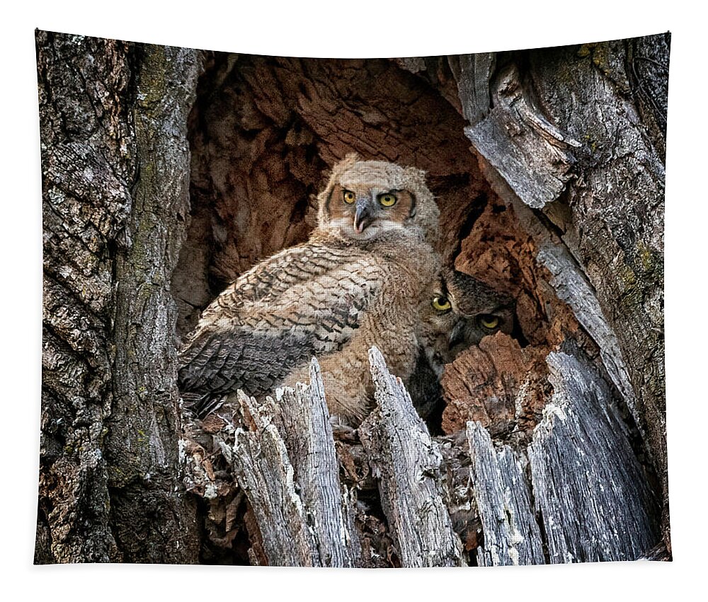 Great Horned Owl Tapestry featuring the photograph Great Horned Owl Family by Teresa Jack