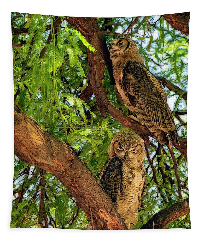Owl Tapestry featuring the photograph Great Horned Owls v24156 by Mark Myhaver
