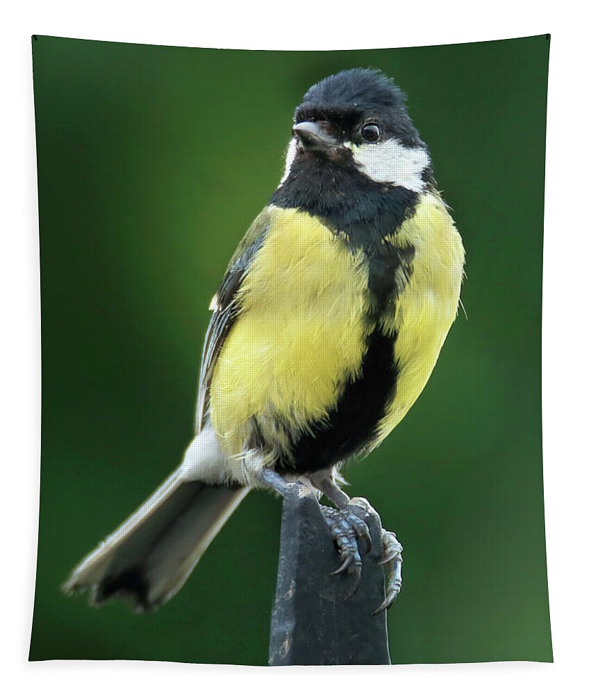 Great Tit Tapestry featuring the photograph Great Tit Portrait by Terri Waters