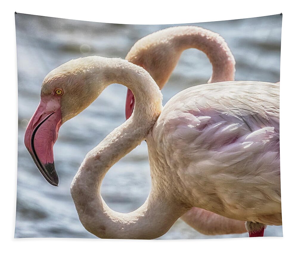 Greater Flamingo Tapestry featuring the photograph Greater Flamingos in Walvis Bay, Namibia, No. 1 by Belinda Greb
