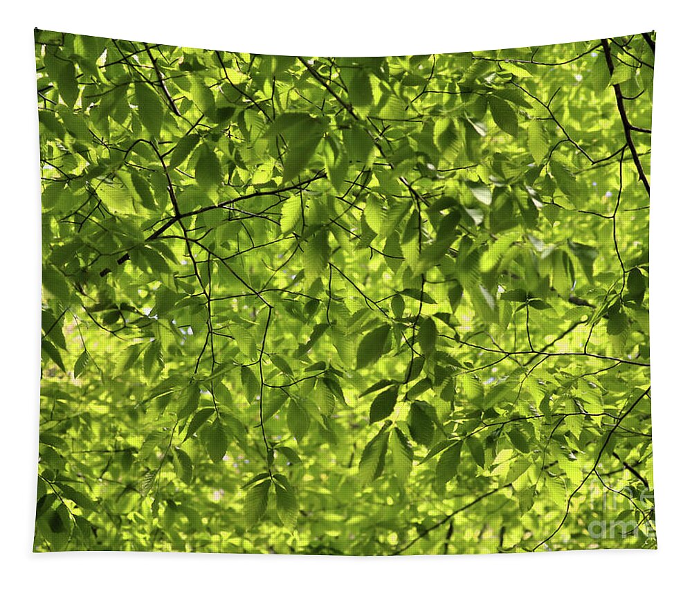 American Beech Tapestry featuring the photograph Green Canopy by Sandra Huston
