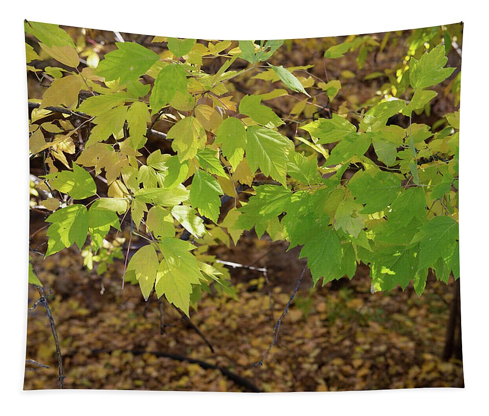Leaves Tapestry featuring the photograph Green Fall Leaves, Santa Fe by Jennifer Kane Webb