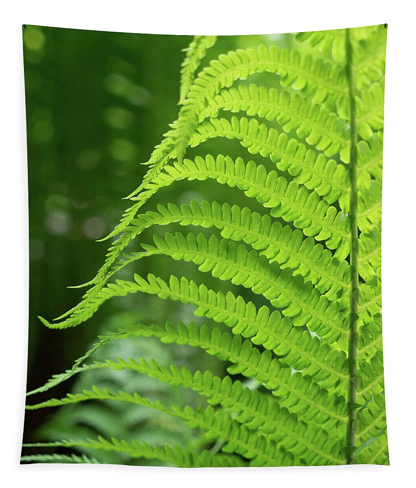 Fern Tapestry featuring the photograph Green fern and summer dream in the forest by Adriana Mueller