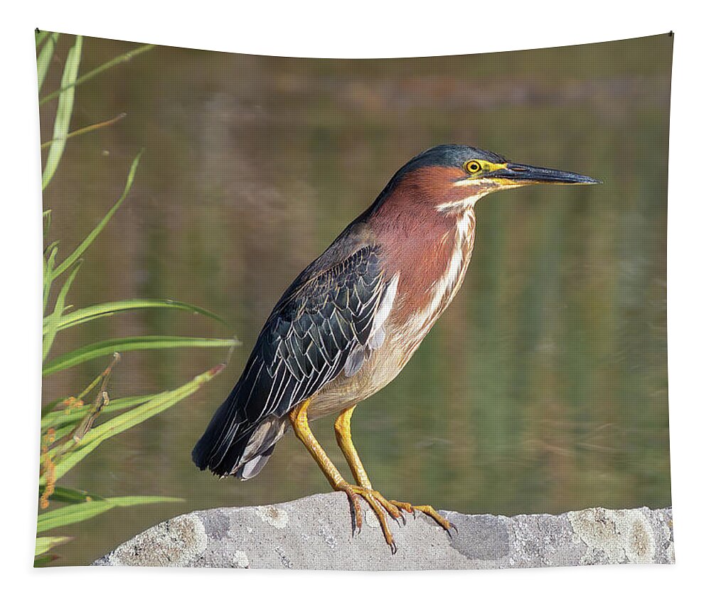 Green Heron Tapestry featuring the photograph Green Heron by the Pond by Kathleen Bishop
