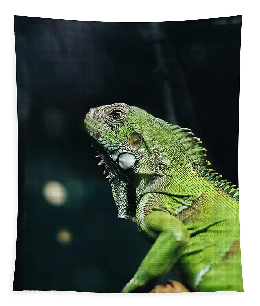 Green Iguana Portrait Tapestry featuring the photograph Green Iguana Portrait by Sandi OReilly