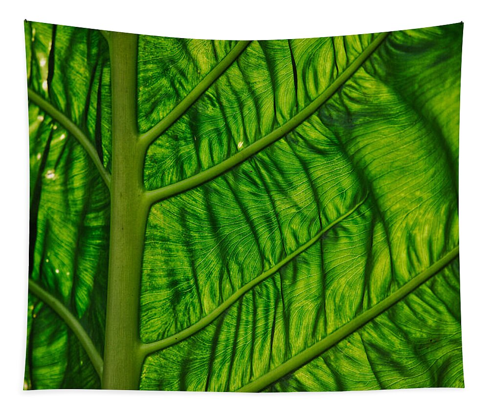 Nature Tapestry featuring the photograph Green by Judy Cuddehe