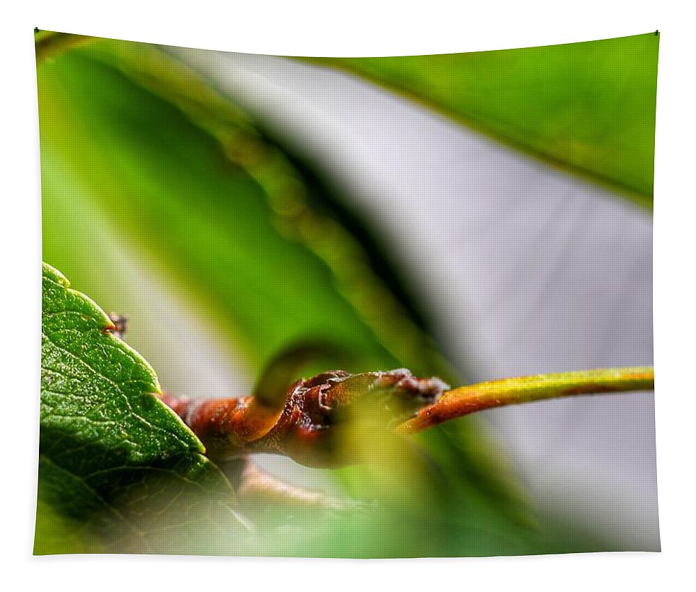 Photo Tapestry featuring the photograph Green Leaf Closeup by Evan Foster