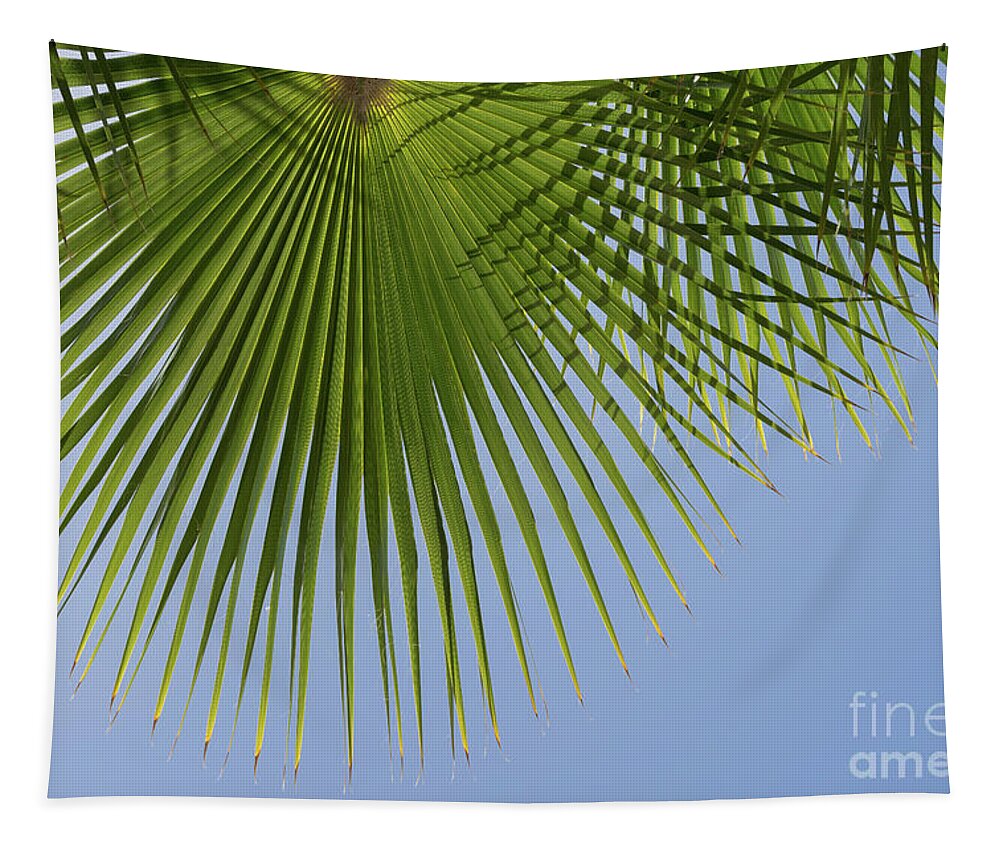 Palm Leaf Tapestry featuring the photograph Green palm leaf and blue sky, summer season by Adriana Mueller