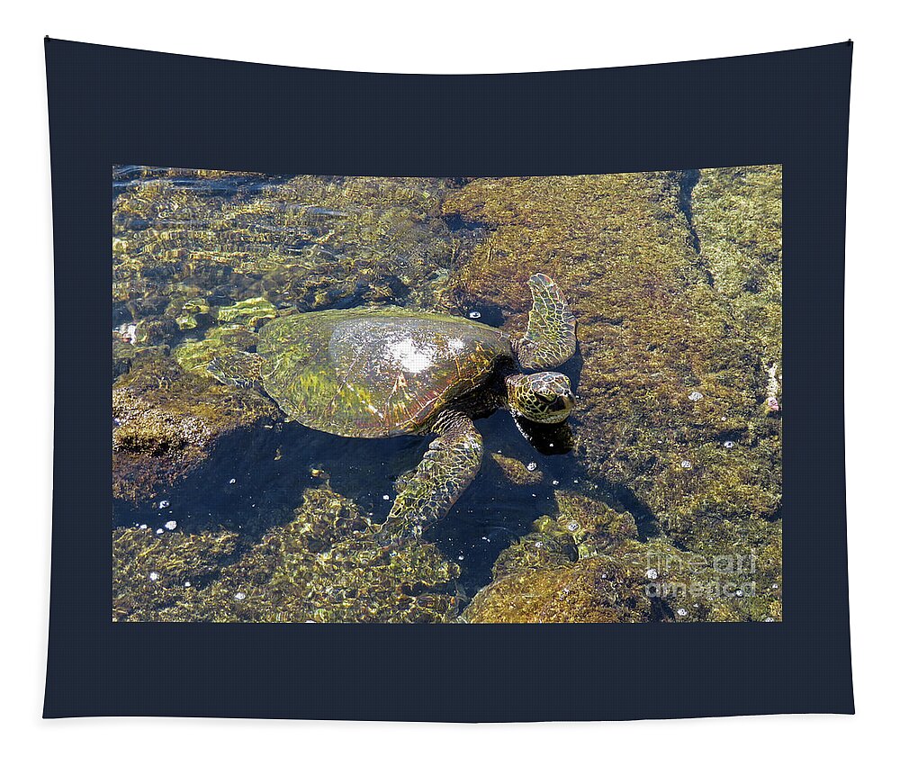 Turtle Tapestry featuring the photograph Green Sea Turtle by Cindy Murphy